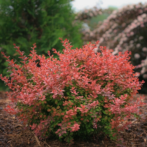 Berberis thunbergii Sunjoy Cinnamon Proven Winners Japanese